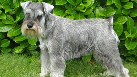 Schnauzer Nain Prix De Ce Chien Caract Re Sant Alimentation