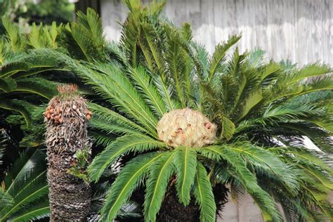 Head Of A Saga Palm Tree Stock Photo Image Of King 111120322