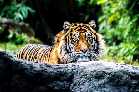 Lift your spirits with funny jokes, trending memes, entertaining gifs, inspiring stories, viral videos, and so much more. Tiger, predator, animal, confident, 4k wallpaper | Animals ...