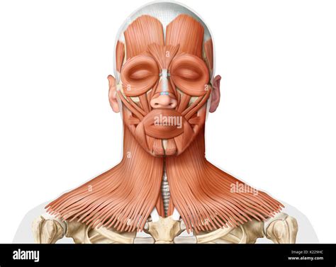 Head And Neck Anatomy High Resolution Stock Photography And Images Alamy