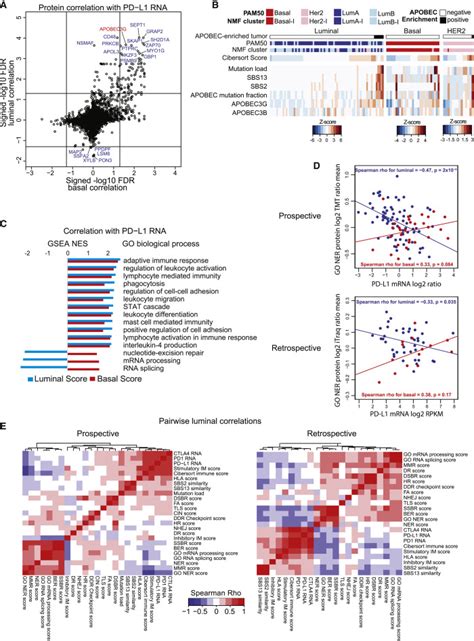 Proteogenomic Landscape Of Breast Cancer Tumorigenesis And Targeted