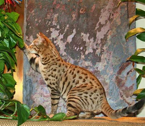 Contact us for available kittens for sale! Exotic Felines for Sale | Savannah Cat Breed