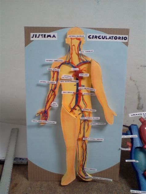 Maquetas Dibujos Y DiseÑos Cuerpo Humano Maqueta Cuerpo Humano