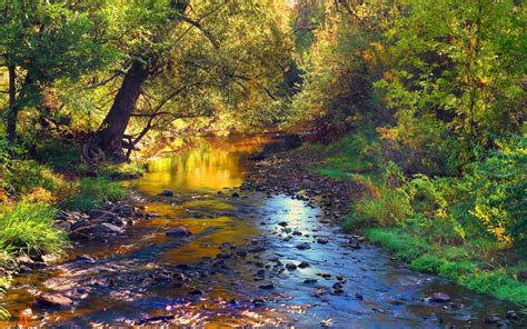 Forest Creek Stones Autumn River Leaves Tree Landscape Hd Wallpaper