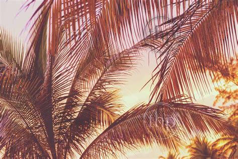 Retro Holiday Scene Of A Sunset On Tropical Beach Palm Trees Thpstock