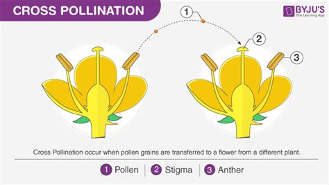 Pollination Introduction Process And Types Of Pollination