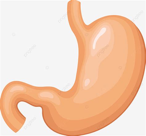 Estômago Corpo Humano órgãos Humanos órgão Png Png Pulmão De órgão