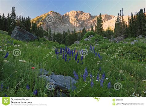 Summer Sunrise In The Wasatch Mountains Stock Image Image Of Beauty