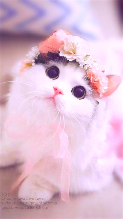 Very Beautiful Cute Cat 720x1280 Wallpaper