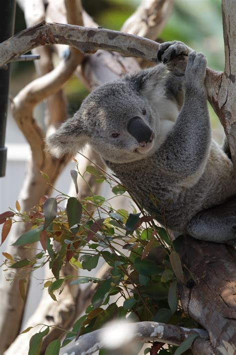 Koala Close Up Fur Free Photo On Pixabay
