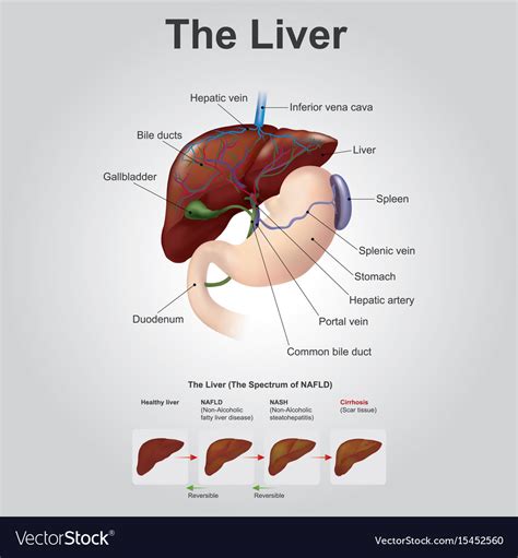The Liver Anatomy Human Body Royalty Free Vector Image