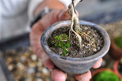 Bonsai Soil A Comprehensive Guide Bonsai Tree Gardener