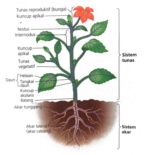 Detail Gambar Organ Pada Tumbuhan Koleksi Nomer 53