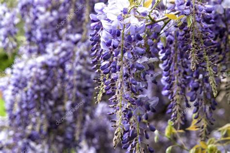 Beautiful Purple Wisteria Flowers In Spring — Stock Photo