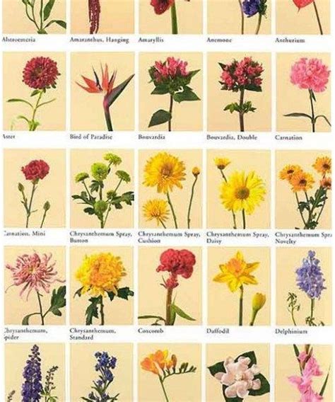 Types of flowers list and meaning. The Story Of R H S Flower Show Chatsworth Has Just Gone ...