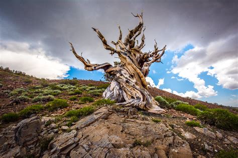 Ancient Bristlecone Pine Forest Bishop Lone Pine Californi Flickr