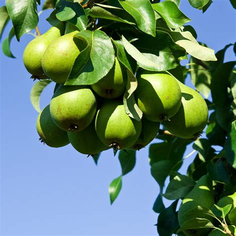 Danjou Pear Trees For Sale