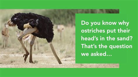 Do You Know Why Ostriches Put Their Heads In The Sand Youtube