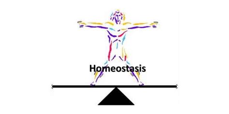 Homeostasis The State Of Equilibrium Guest Writer Paul Barry