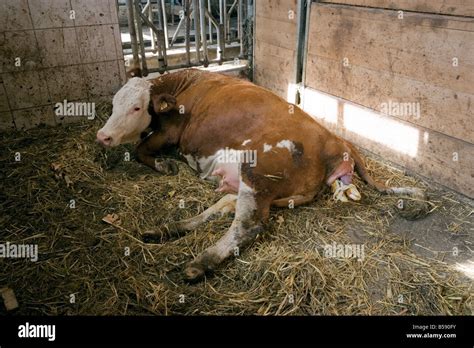 Cow In The Early Stages Of Giving Birth Stock Photo Alamy