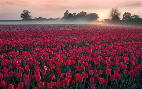 Tulip Field Wallpapers Top Free Tulip Field Backgrounds Wallpaperaccess