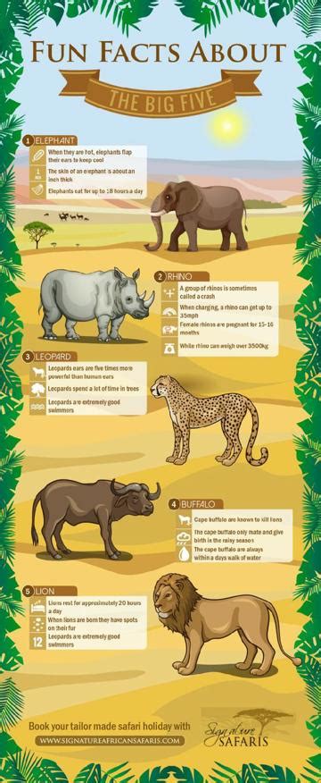 4 Ejemplos De Una Infografia De Animales Para Niños