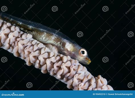 Whip Goby On Gorgonian Coral Stock Photo Image Of Coral Reef 99492210