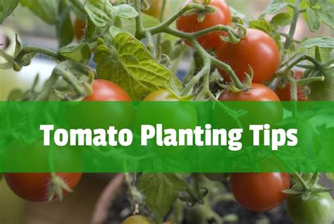 Guide To Growing Tomatoes Espoma Tomato Growing Tomatoes Espoma