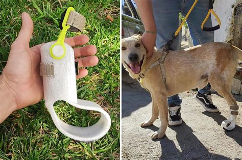 This 3d Printed Prosthesis Helped A Dog Who Couldnt Walk For Over 7