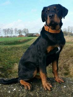 12 border collie x rottweiler mix =rottcollie. Dolly # Rottweiler x Boerboel 15 weken | doggies