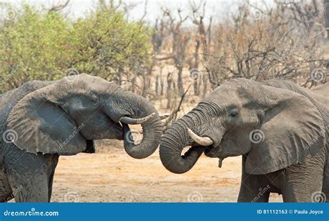 two elephants facing each other with trunks touching stock image image of close five 81112163