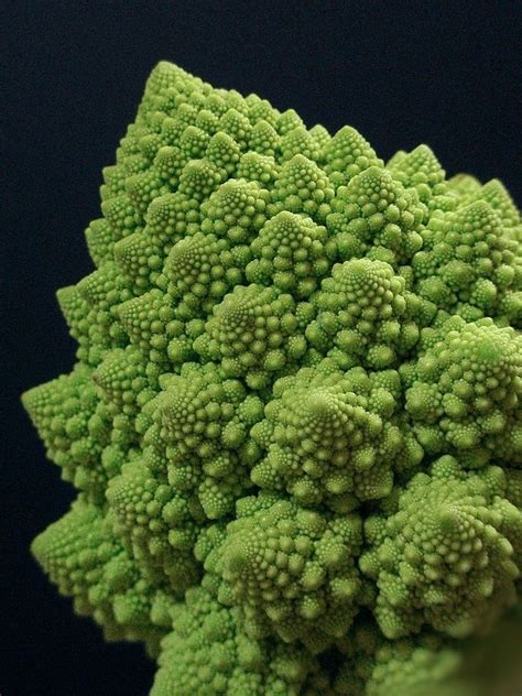 Cauliflower Romanesco Geometry In Nature Fractals In Nature