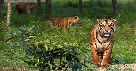 Sundarban Day Tour Nature Nest