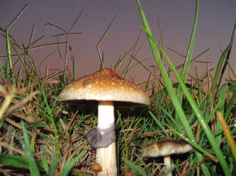 Filepsilocybe Cubensis Wikipedia