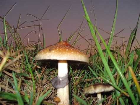 Filepsilocybe Cubensis Wikimedia Commons