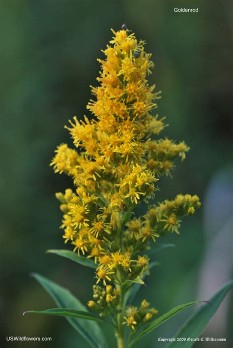 In the given example, yellow flower color and tall stem are the heredity traits as they are regulated by genes of the plant. US Wildflower - Tall Goldenrod, Late Goldenrod, Canada ...