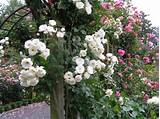Photos of Highly Fragrant Climbing Roses