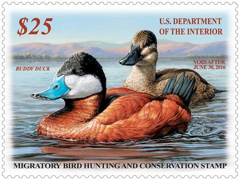 The Federal Duck Stamp Where Does The Money Go