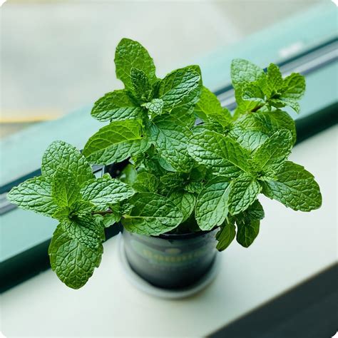 Mint Seeds Common Mint Heirloom Untreated Non Gmo From Canada