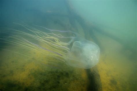Pain Researchers Find Antidote To Box Jellyfish Sting Scimex