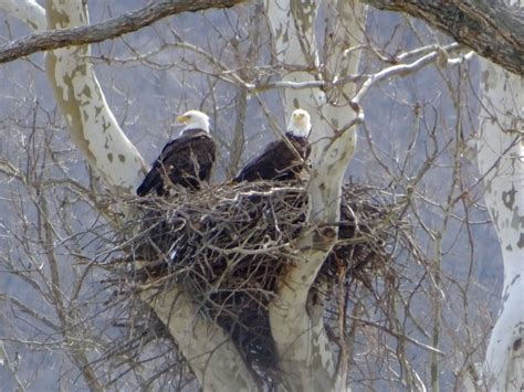 The central round area, where the eggs are laid, is known as the bole of an eagle's nest and measures about 33 to 44 centimeters (13 to 17.3 ) in diameter and about 10 centimeters (4) deep. I finally got a photo of both parents on the nest. I will ...