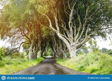 Spectacular Dark Hedges In County Antrim Northern Ireland On Cloudy