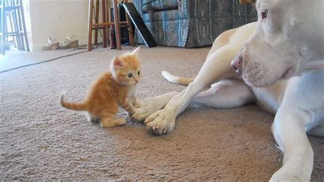 Kitten That Wouldnt Stop Bothering A Fearsome Pit Bull Gets A Huge Surprise In Return Youtube