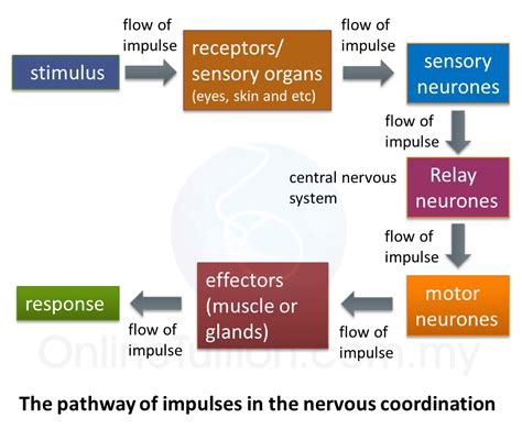23 Nervous Coordination Spm Science
