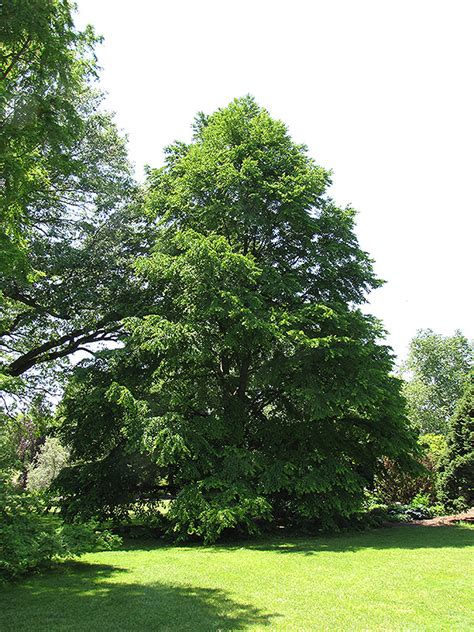 Katsura Tree Cercidiphyllum Japonicum In Burlington