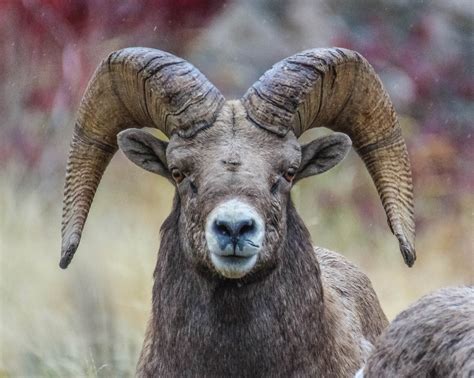 Cannundrums Rocky Mountain Bighorn Sheep Washington