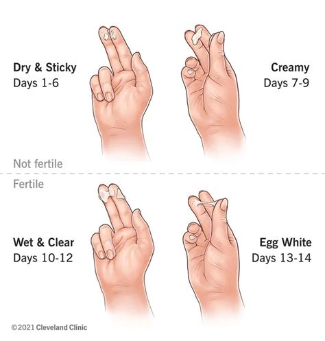 Cervical Mucus Chart Stages Tracking Fertility