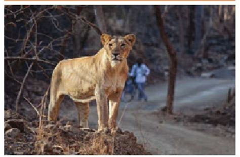 Asiatic Lions Maldhari Gir Lions Gujarat Asiatic Lions वर्षों से है मालधारी और शेरों का सह