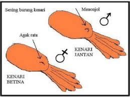 Check spelling or type a new query. Ciri-Ciri Perbedaan Pleci Jantan Dan Betina | Burung Kicau Nusantara