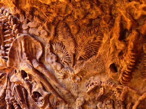 Fossil Wallpapers Wallpaper Cave